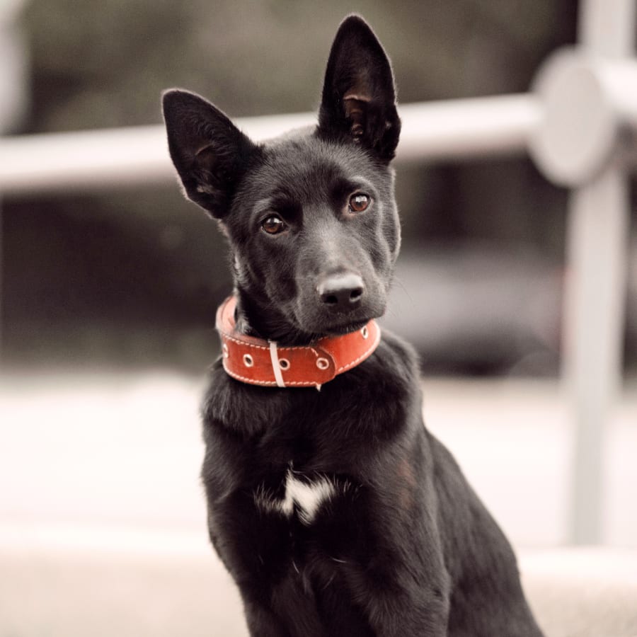 Carroll County Animal Hospital in Carrollton