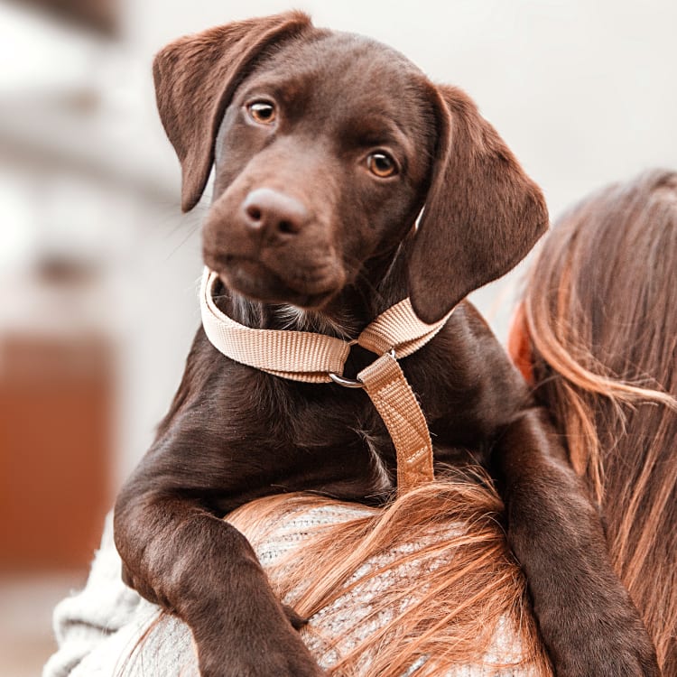 Dog & Cat Boarding | Carrollton Animal Hospital