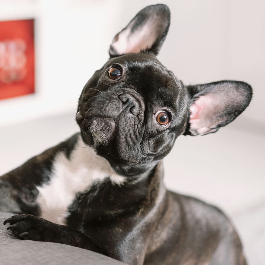Dog Dentist in Carrollton