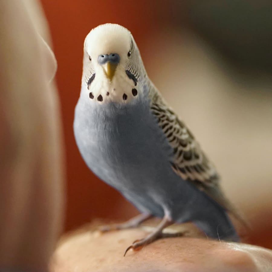 Avian & Exotic Veterinarians in Carrollton