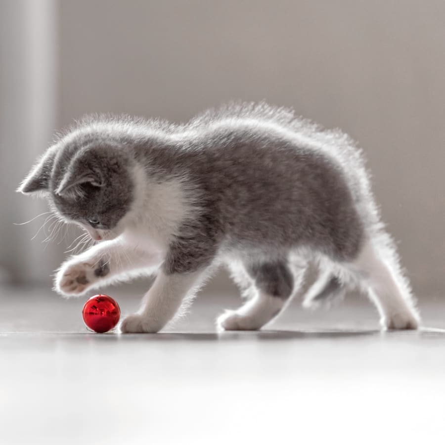 Fear-Free Certified Animal Hospital | Carrollton Vet