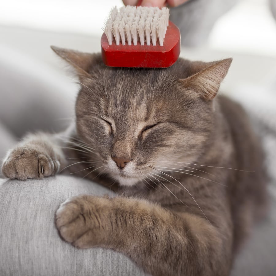 Dog Grooming, Cat Grooming