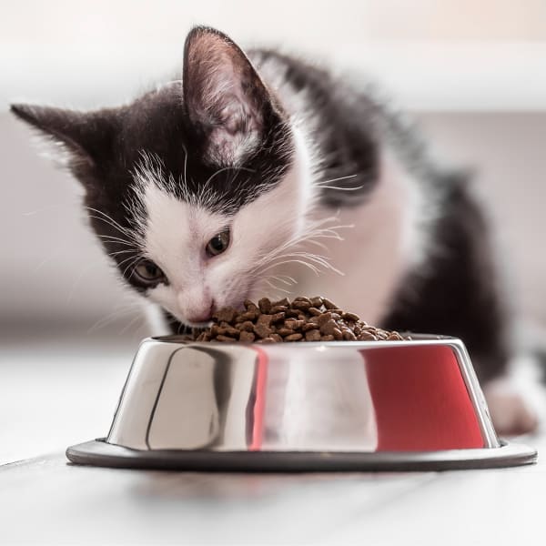 Carroll County Animal Hospital Book Online Open Monday through