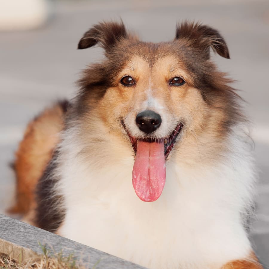 Dog at Internal Medicine exam, Carrollton