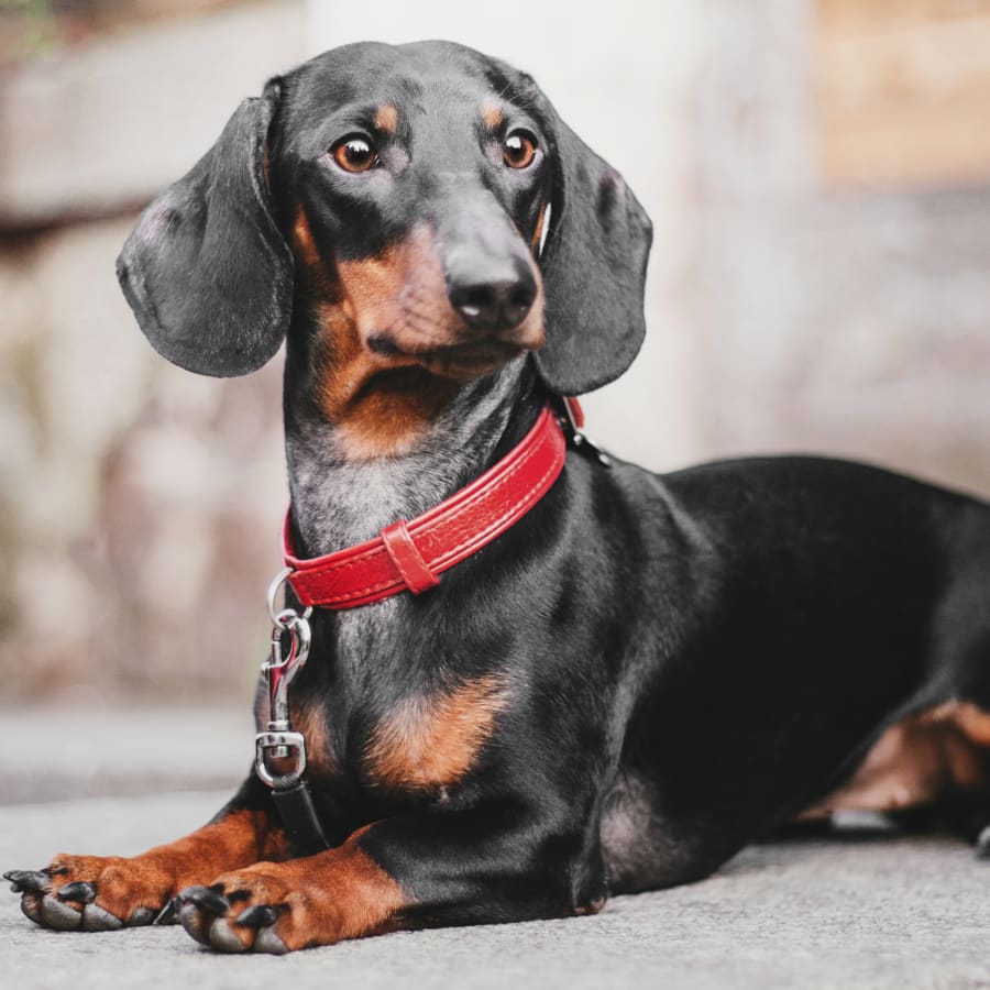 Pet Vaccinations in Carrollton