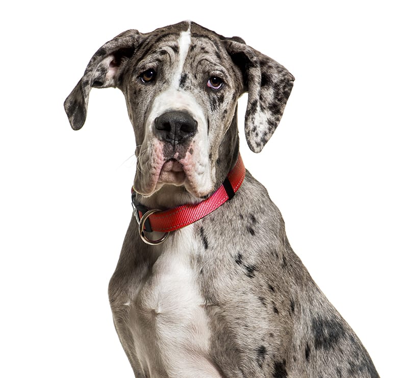 Giant Dogs, Carroll County Animal Hospital